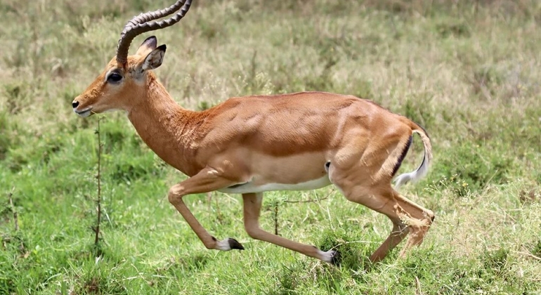 Nairobi National Park Wildlife Safari Kenya — #3