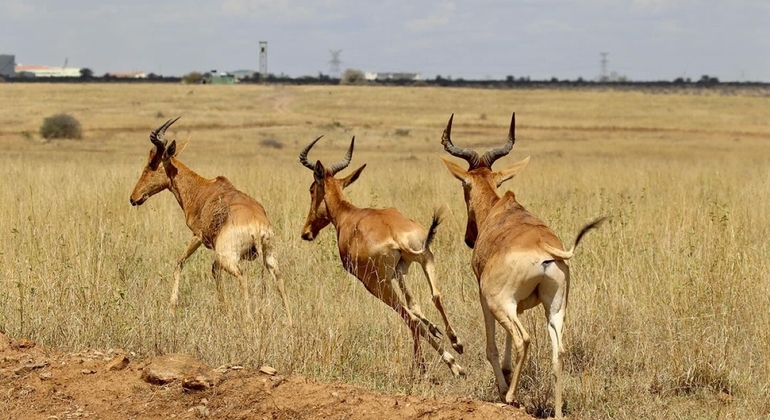 Nairobi National Park Wildlife Safari Kenya — #4