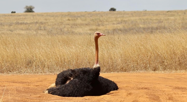 Nairobi National Park Wildlife Safari Kenya — #5