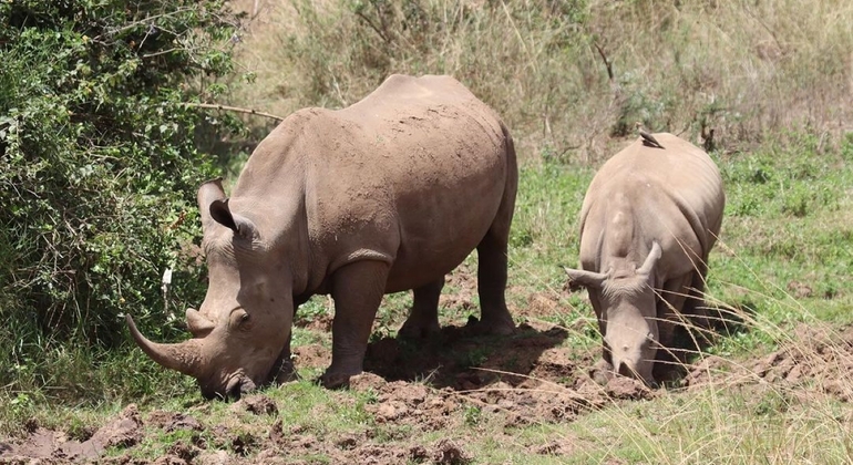 Nairobi National Park Wildlife Safari Kenya — #6