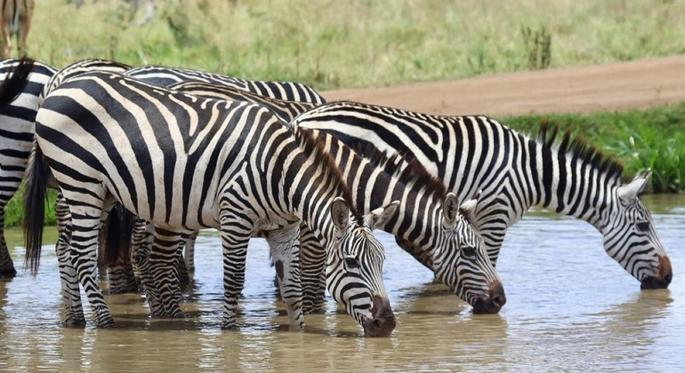 Nairobi National Park Wildlife Safari Kenya — #7