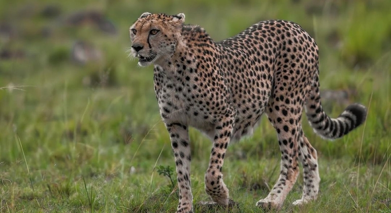 Nairobi National Park Wildlife Safari Kenya — #8