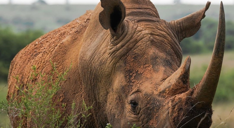 Nairobi National Park Wildlife Safari Kenya — #9