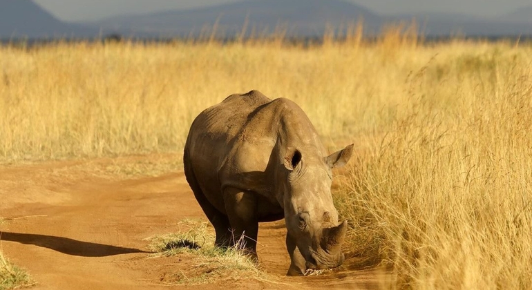 Nairobi National Park Wildlife Safari Kenya — #10