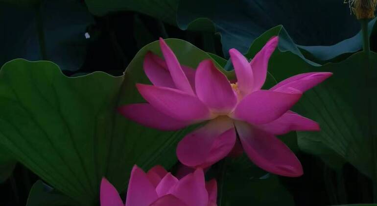 Visite à pied du Palais d'été Chine — #4