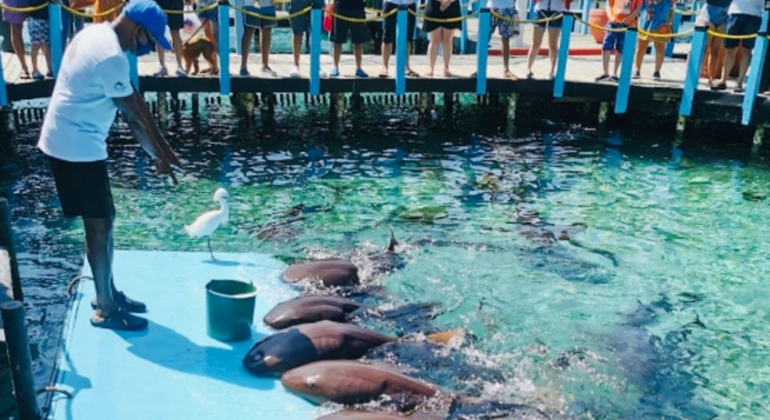 Tour a las Islas Del Rosario y Playa Blanca Colombia — #12