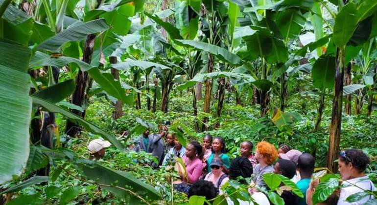 Erleben Sie eine Kaffeefarm-Tour Tansania — #2