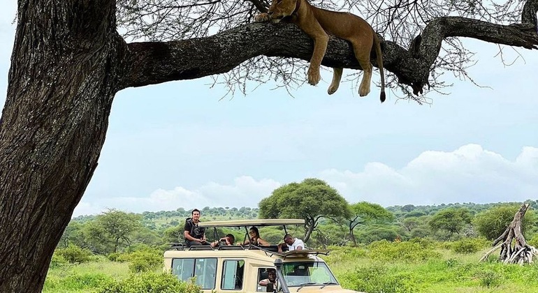 Safari de campismo com os cinco grandes Serengeti e Ngorongoro Tanzânia &mdash; #2