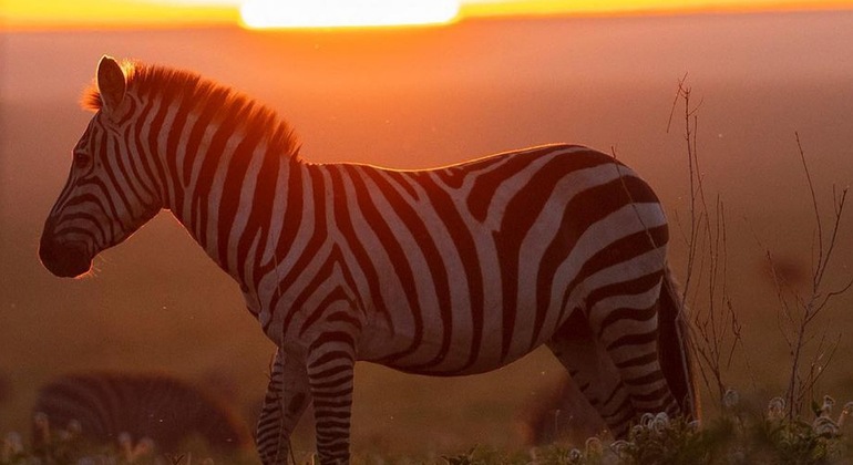 Safari de campismo com os cinco grandes Serengeti e Ngorongoro Tanzânia &mdash; #4