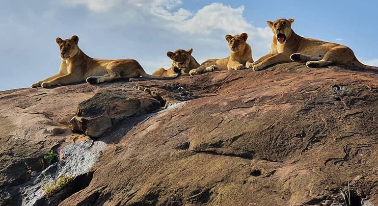Safari de campismo com os cinco grandes Serengeti e Ngorongoro Tanzânia &mdash; #5