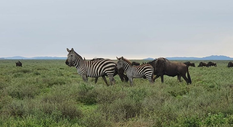 Safari de campismo com os cinco grandes Serengeti e Ngorongoro Tanzânia &mdash; #6
