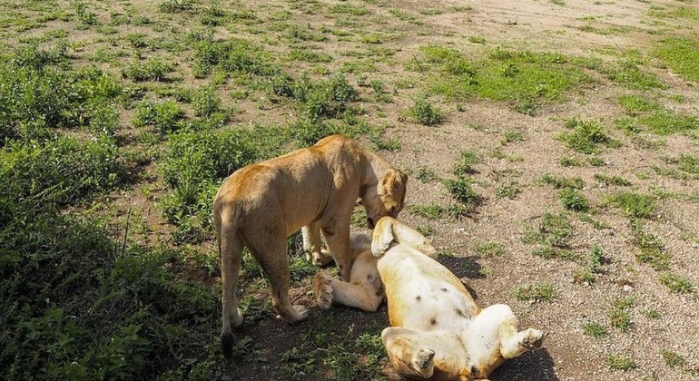 Safari de campismo com os cinco grandes Serengeti e Ngorongoro Tanzânia &mdash; #7