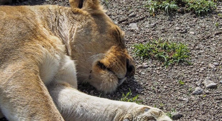 Safari de campismo com os cinco grandes Serengeti e Ngorongoro Tanzânia &mdash; #8
