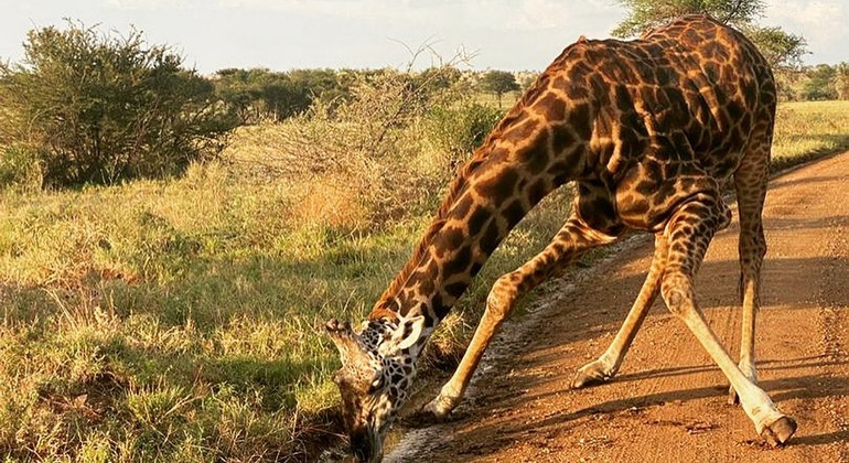 Safari de campismo com os cinco grandes Serengeti e Ngorongoro Tanzânia &mdash; #9
