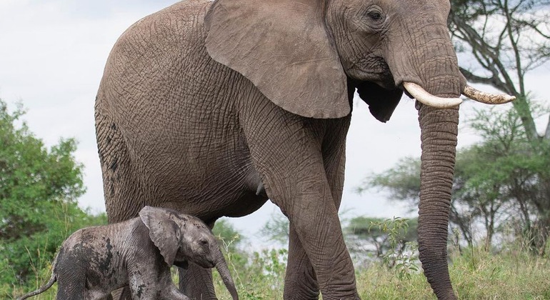 Safari de campismo com os cinco grandes Serengeti e Ngorongoro Tanzânia &mdash; #10