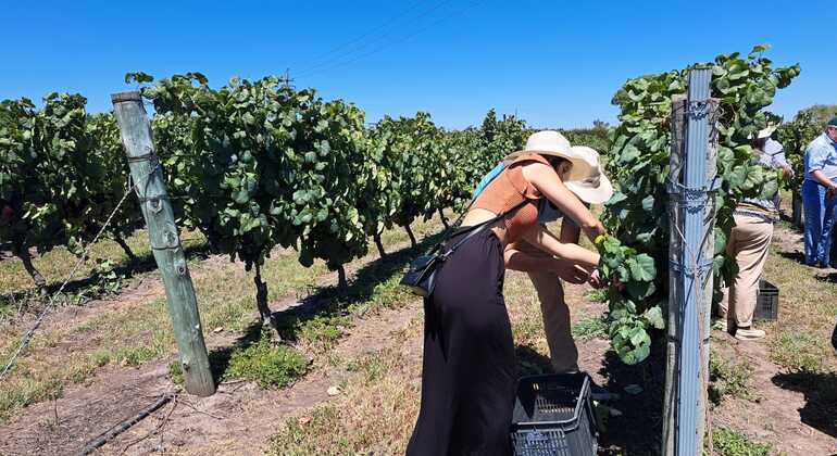 Live the Passion for Wine Uruguay &mdash; #2