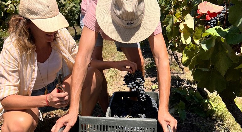 Live the Passion for Wine Uruguay &mdash; #5