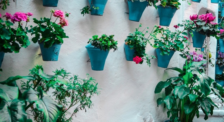 patios-of-cordoba-tour-es-2