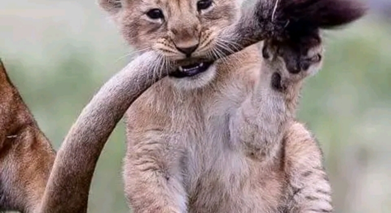 Desfrute de um dia maravilhoso em Arusha Tanzânia — #2