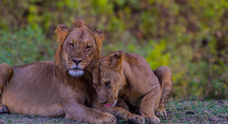 2-Day Classic Safari Mikumi nNational Park & Maasai Culture Tanzania — #2