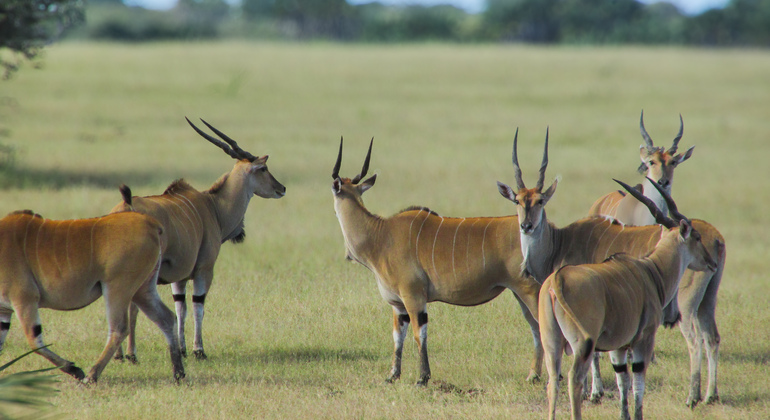 2-Day Classic Safari Mikumi nNational Park & Maasai Culture Tanzania — #3