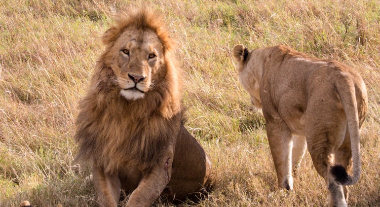 Explore our Friendly Tanzania Safari Tanzania — #3