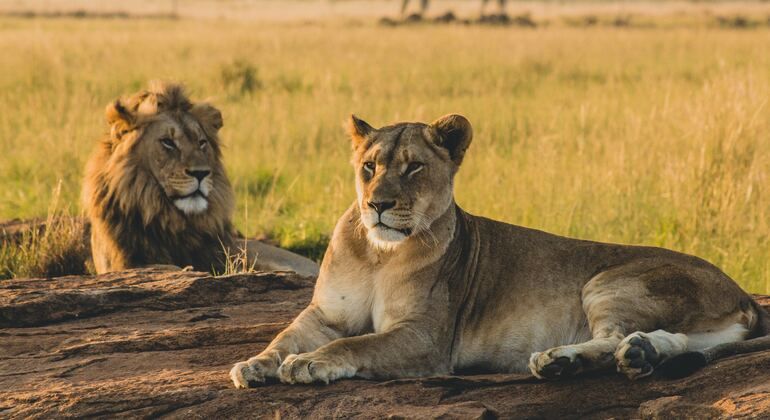 Eintägiges Abenteuer im Tarangire-Nationalpark Tansania — #2