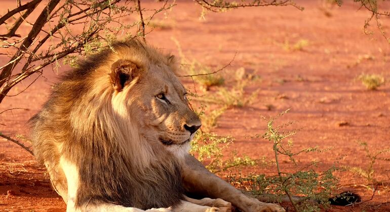 Eintägiges Abenteuer im Tarangire-Nationalpark Tansania — #3