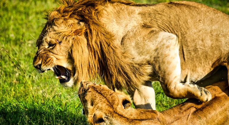 Eintägiges Abenteuer im Tarangire-Nationalpark Tansania — #6