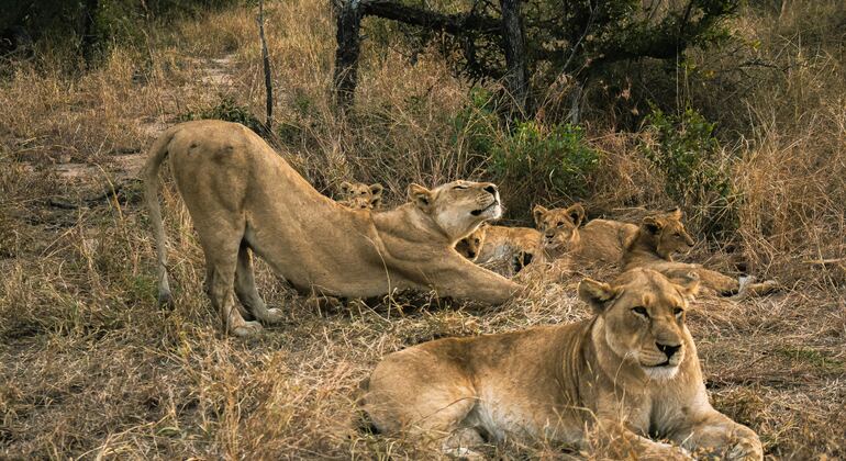 Eintägiges Abenteuer im Tarangire-Nationalpark Tansania — #7