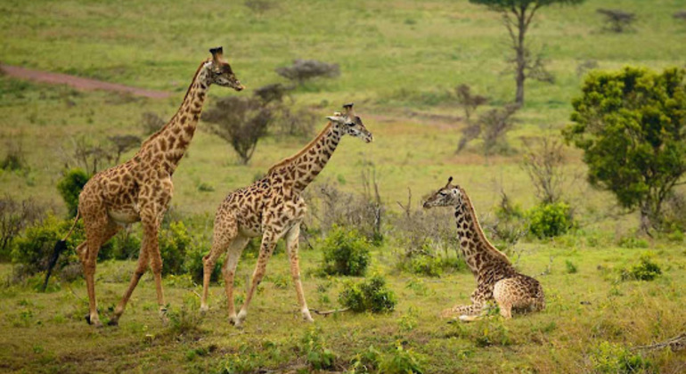 Eintägiges Abenteuer im Tarangire-Nationalpark Tansania — #9