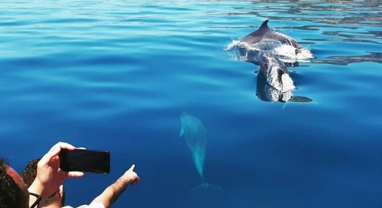 Nuotare con i delfini nel Mar Rosso Egitto — #4