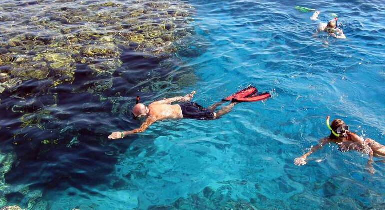 Nuotare con i delfini nel Mar Rosso Egitto — #8