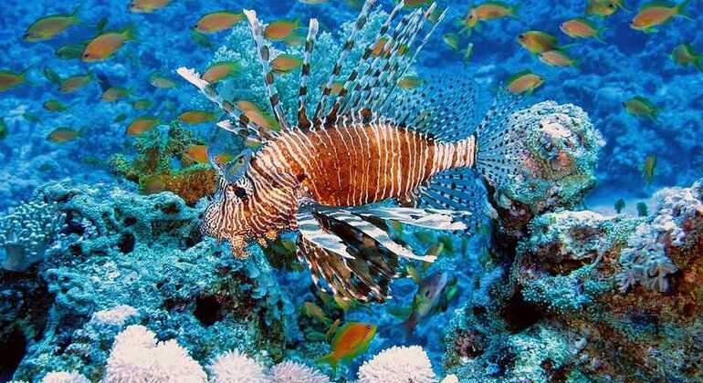 Nuotare con i delfini nel Mar Rosso Egitto — #13