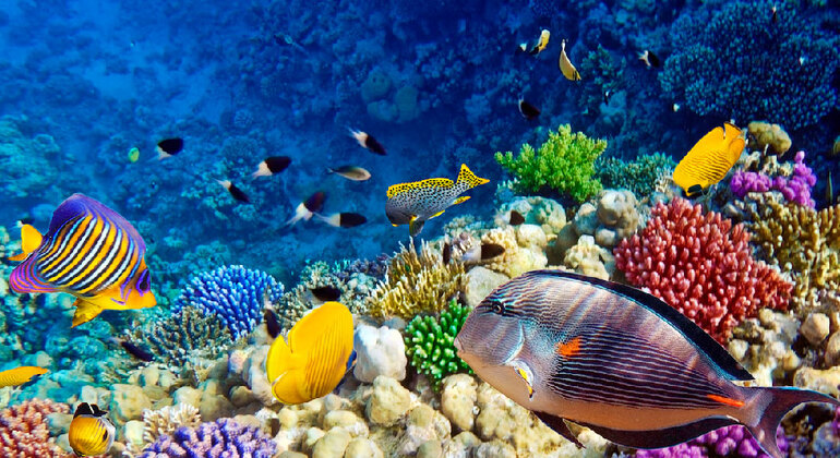 Nuotare con i delfini nel Mar Rosso Egitto — #14