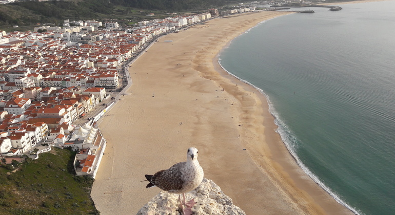 Fatima, Batalha, Nazaré und Óbidos von Lissabon aus Bereitgestellt von Ride for you