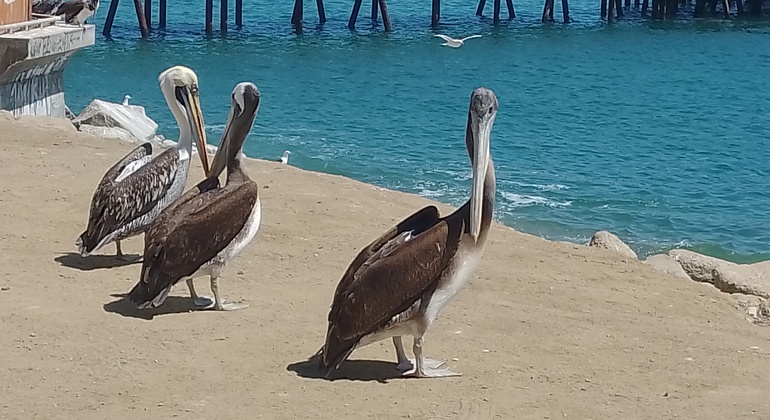 free-tour-local-markets-of-valparaiso-es-10