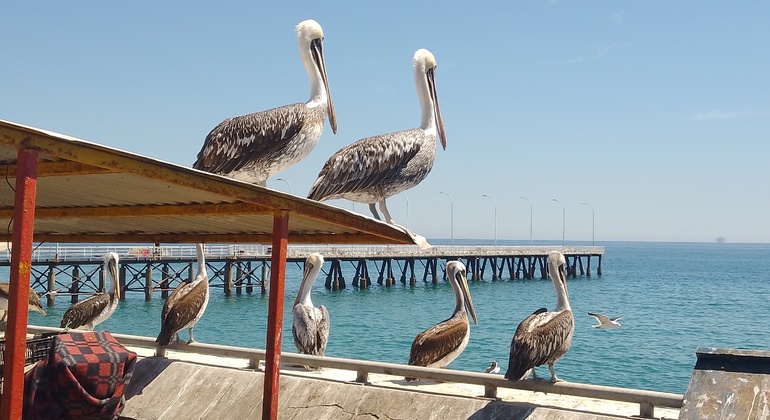 free-tour-local-markets-of-valparaiso-es-26