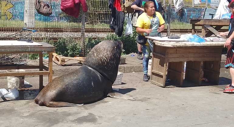 free-tour-local-markets-of-valparaiso-es-27