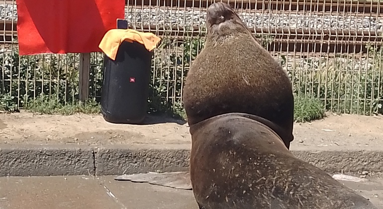 free-tour-local-markets-of-valparaiso-es-28