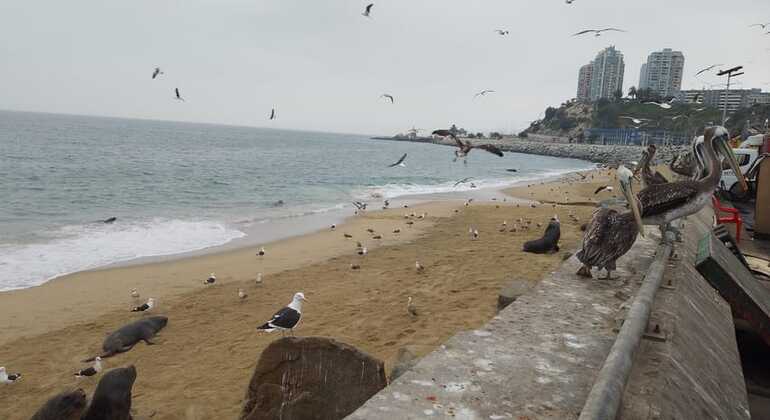 free-tour-local-markets-of-valparaiso-es-4