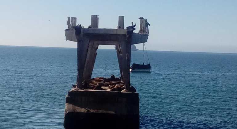 free-tour-local-markets-of-valparaiso-es-9