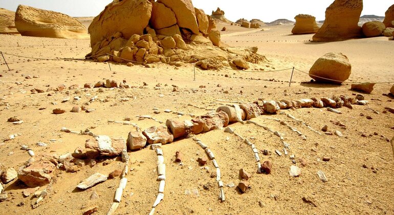 Fayoum Oasis Sandboarding & 4WD Desert Adventure Egypt — #9