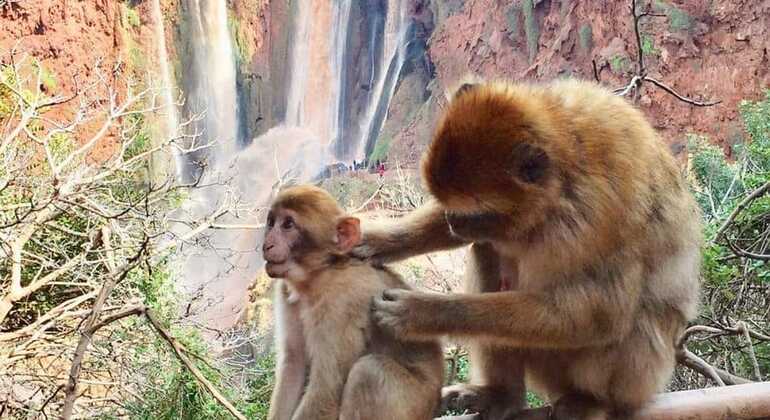 Geführte Wanderung und Bootstour zu den Ouzoud-Wasserfällen Marokko — #7