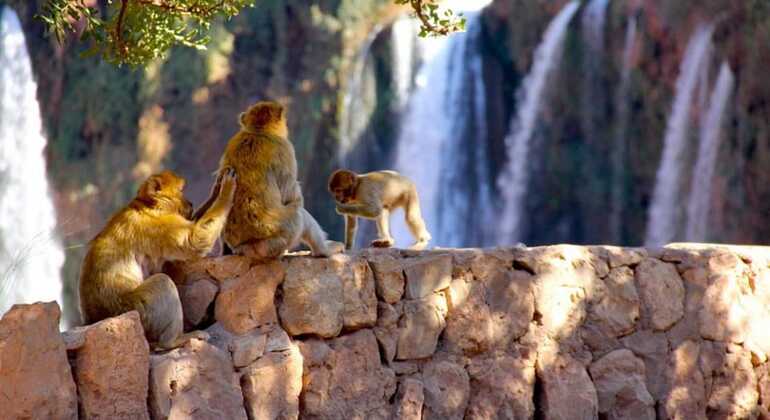 Geführte Wanderung und Bootstour zu den Ouzoud-Wasserfällen Marokko — #9