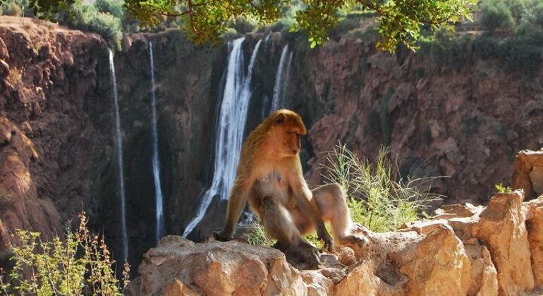 Geführte Wanderung und Bootstour zu den Ouzoud-Wasserfällen Marokko — #12