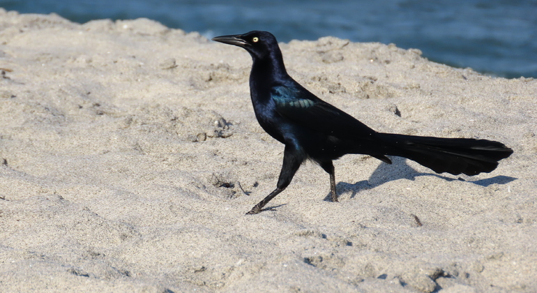 Observation des oiseaux dans le quartier colonial Panama &mdash; #2