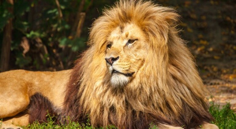 Aventura de Safari Rápida y Agradable en Tanzania Tanzania — #2