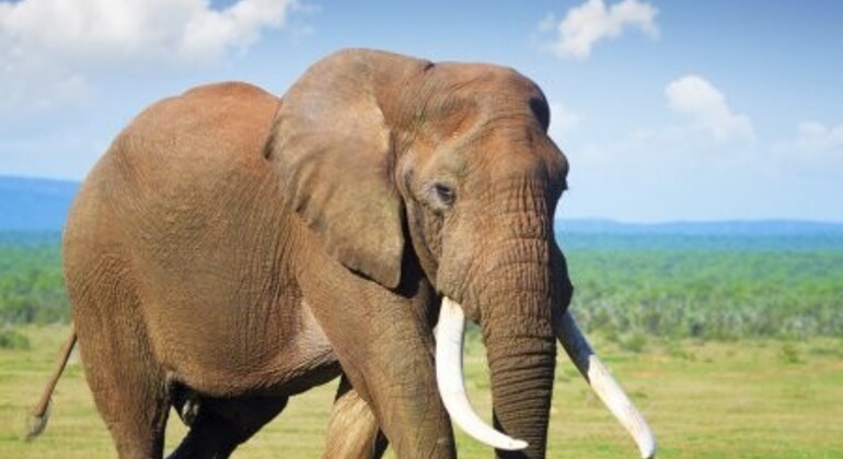 Aventura de Safari Rápida y Agradable en Tanzania Tanzania — #3