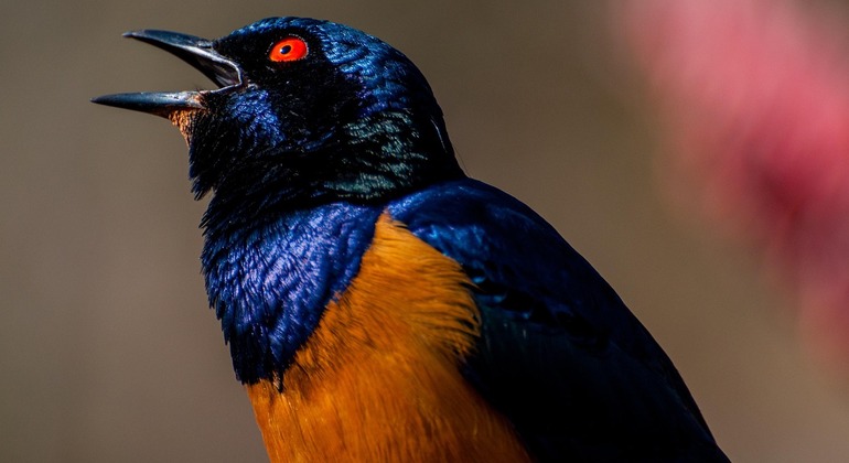 Karura Footprints : L'évasion libre de la nature à Nairobi Kenya — #4